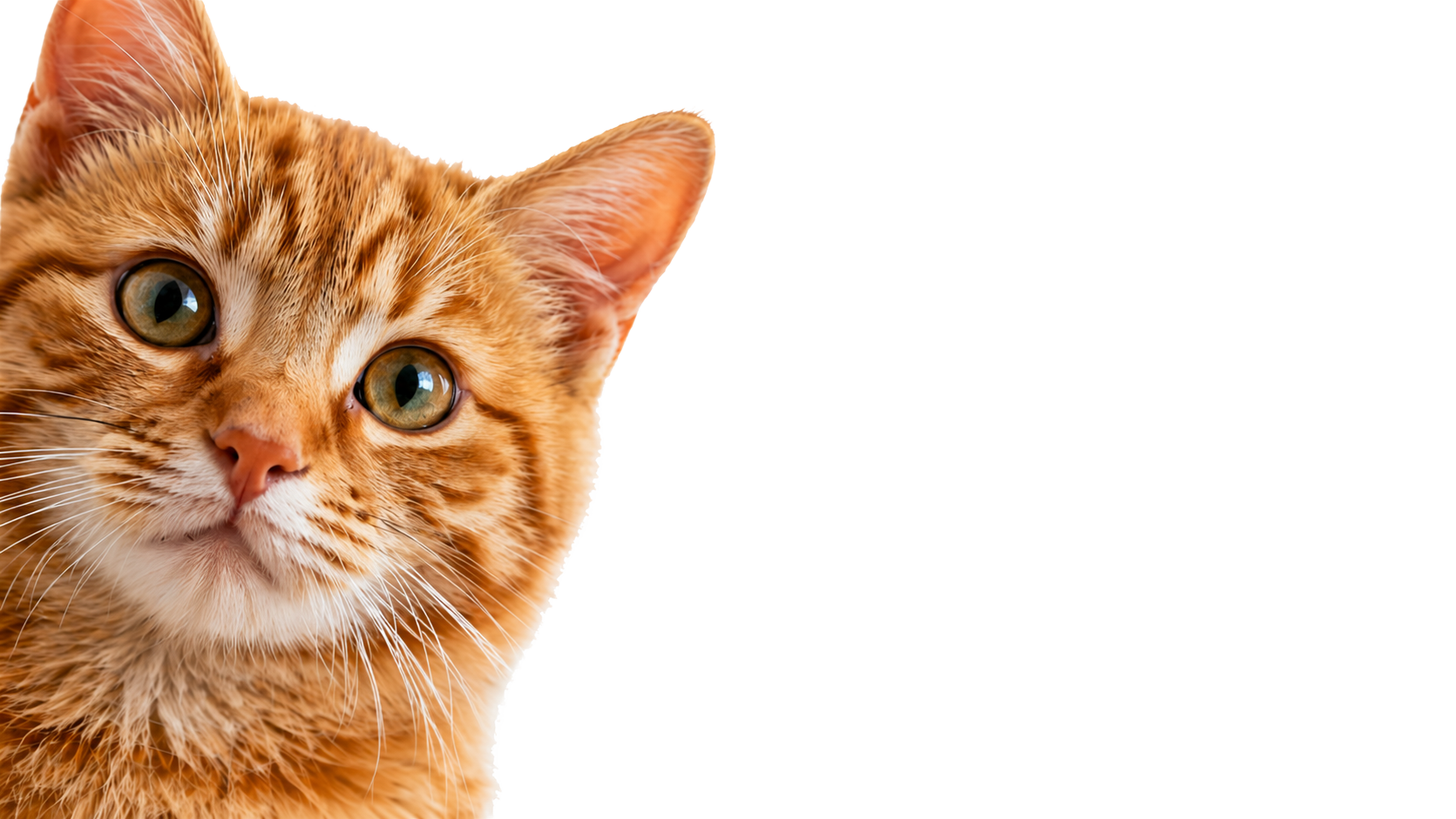 Cute pet newsletter visual