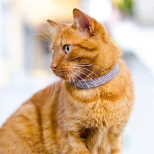 Soft Pink Suede Leather Cat Collar - Cute Bling Rhinestone Design, with Bell & Safety Breakaway Buckle, Adjustable XS/S Sizes