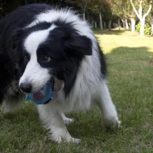 Dog Chewing Toy Training Sound Silicone Ball Simulated Fish Shape Dog Toy Interactive Cleaning Teeth Pet Accessories