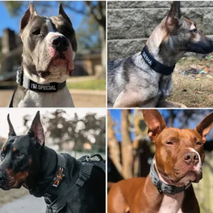 Tactical Dog Collar 1pc Durable Nylon Military Collars Outdoor For Medium Large Dogs Training Walking Working Pet Products