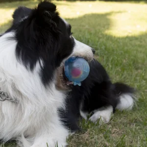 Dog Chewing Toy Training Sound Silicone Ball Simulated Fish Shape Dog Toy Interactive Cleaning Teeth Pet Accessories